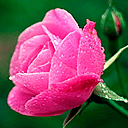 Ngược Miền Thương Nhớ