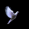 quangtruong