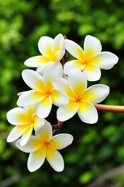 (chưa có ảnh)