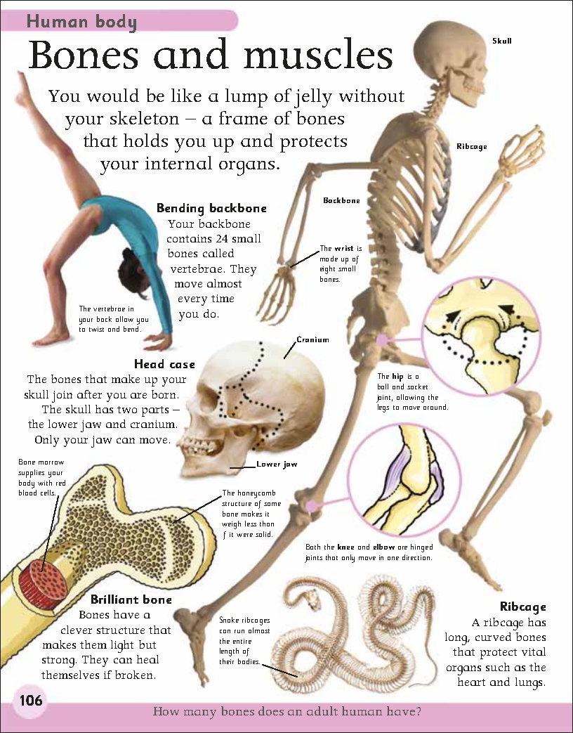 First Childrens Encyclopedia