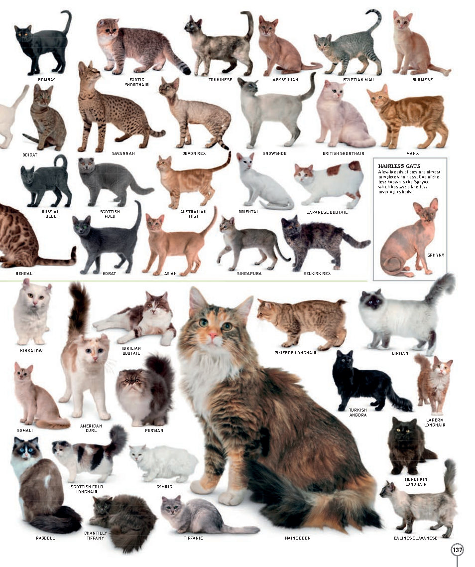 Picturepedia An Encyclopedia on Every Page