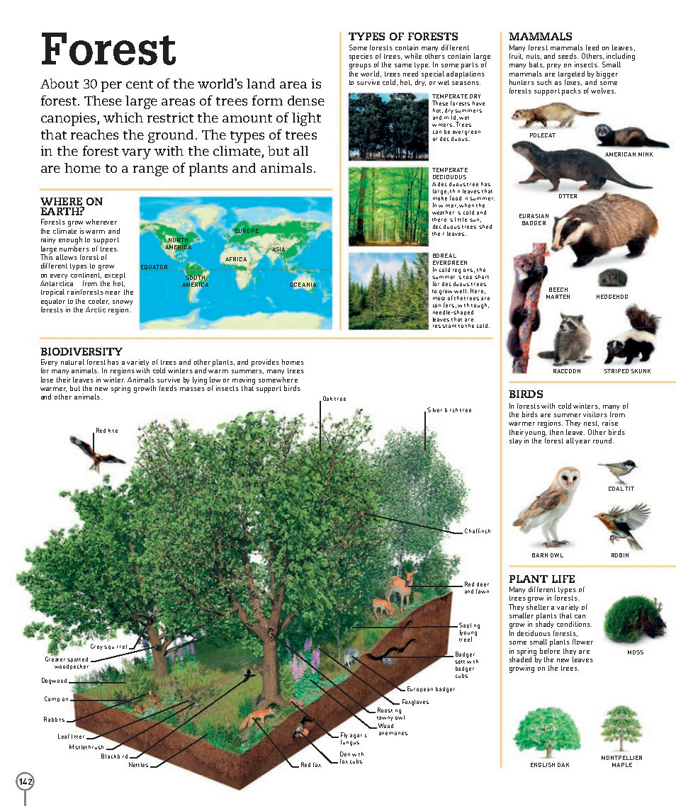 Picturepedia An Encyclopedia on Every Page